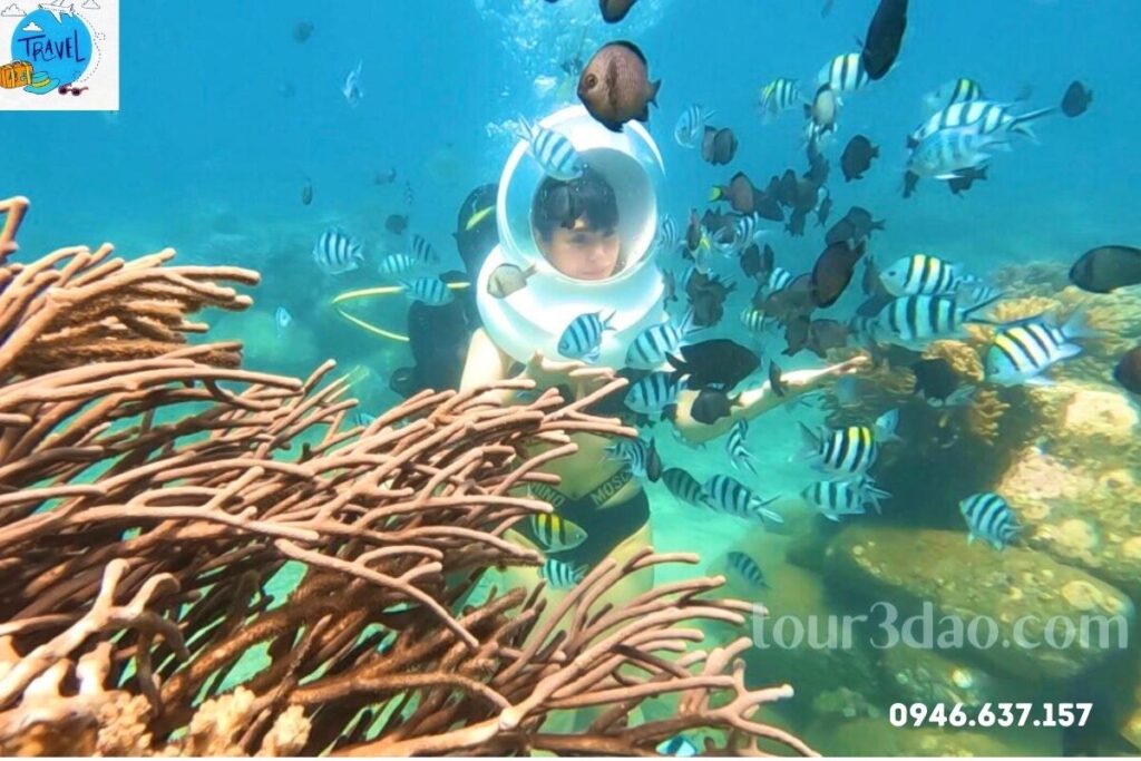 Lặn biển ngắm san hô khi tham gia Tour 3 Đảo VIP Nha Trang