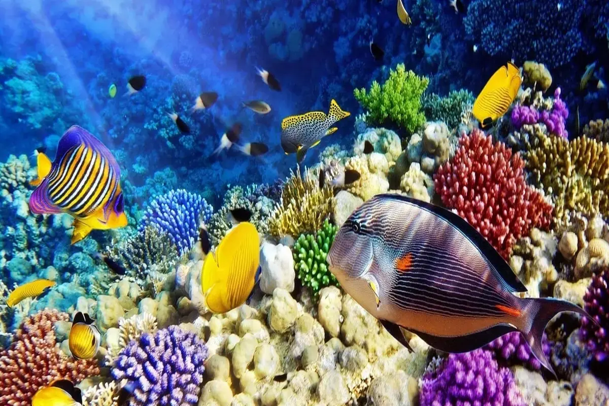 Khám phá vẻ đẹp biển Nha Trang cùng kính lặn ngắm san hô