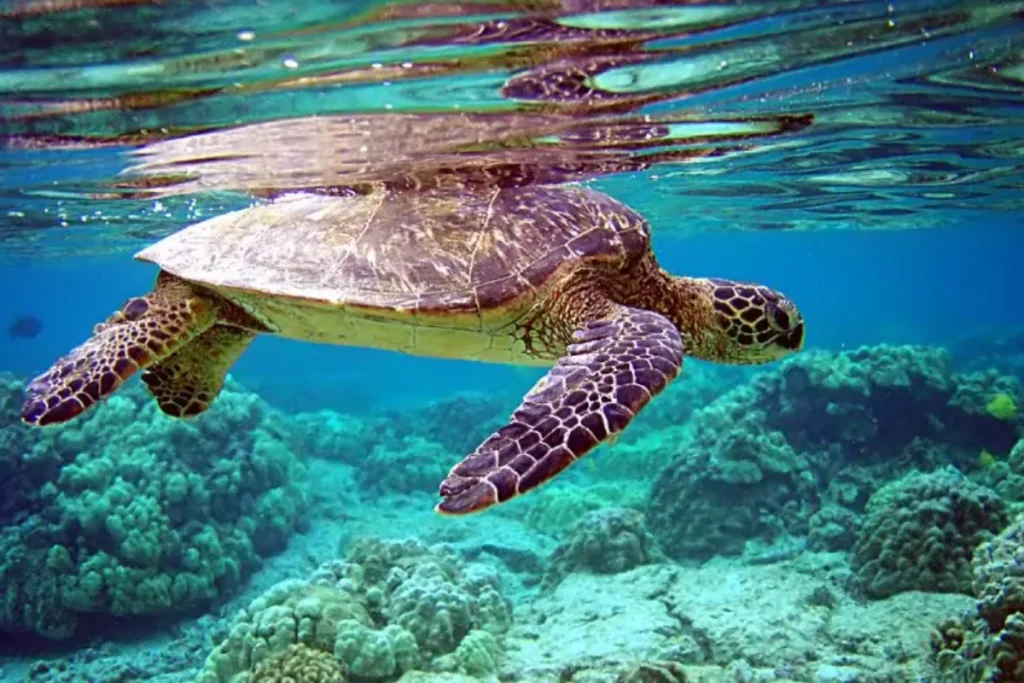 các địa điểm du lịch mới ở Nha Trang